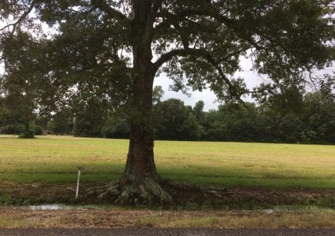 Evelyn Dr., Abbeville, LA (Multiple Lots Available)