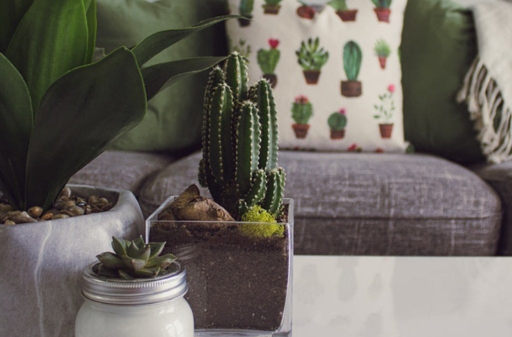 Gray sofa with plants on table