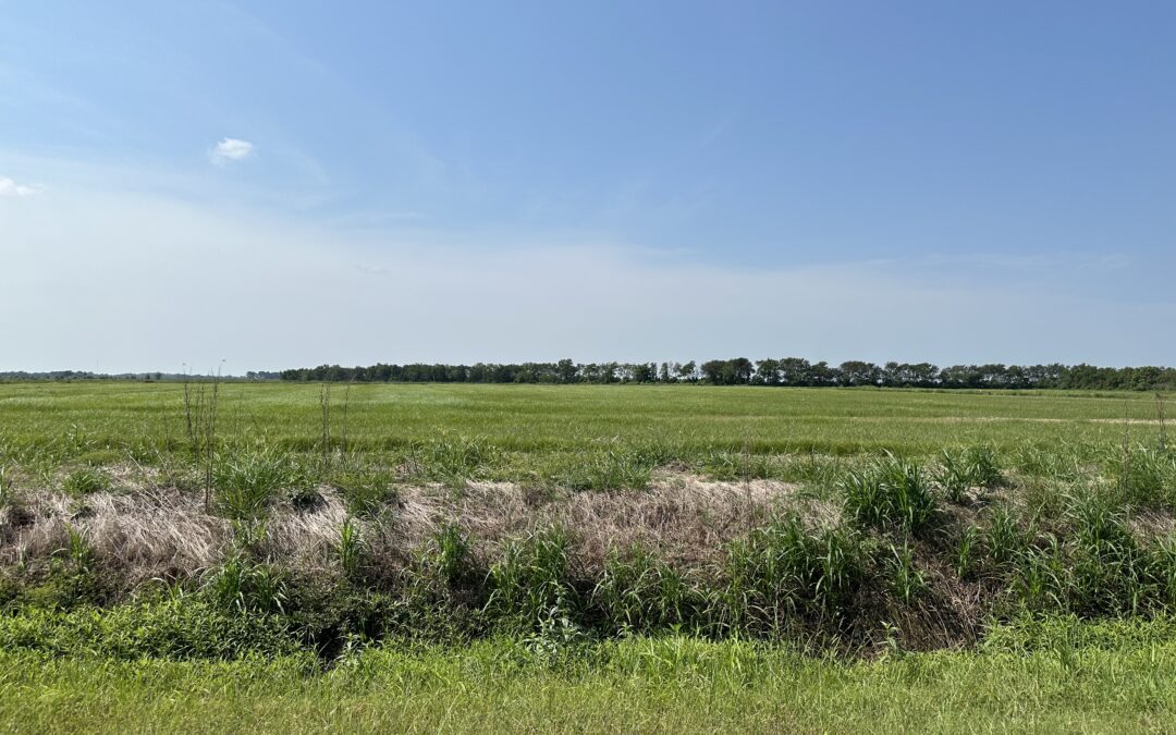 Junius Road, Abbeville, LA – 24.504 Acres+- UNDER CONTRACT